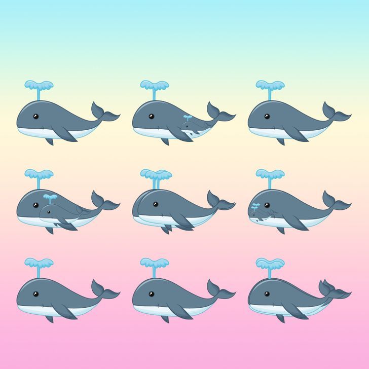 How many whales do you see in the picture below?