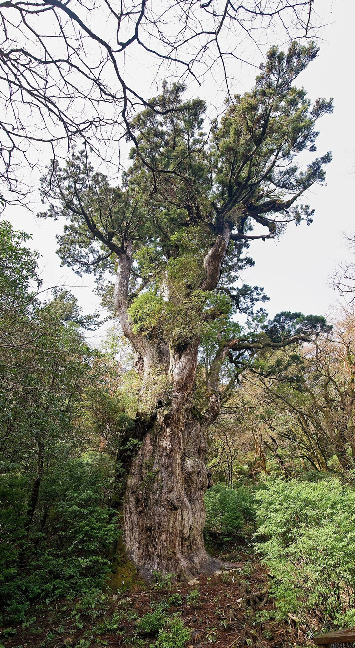 Jōmon Sugi, Yakushima, Japan