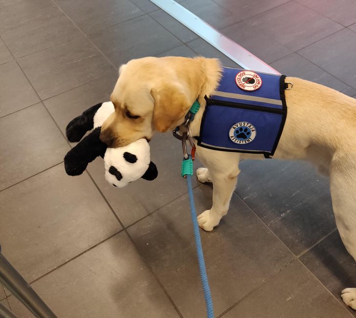 20+ Tireless Dogs Who Could Become “Employee of the Month”