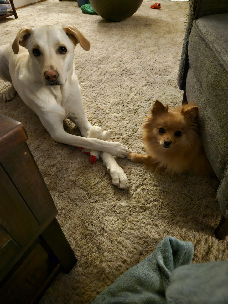 Hopper and Jeffrey, 45 Pounds Apart, and a Rule About Bones