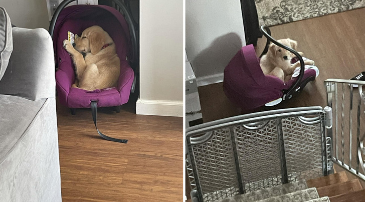 A Golden Puppy Who Kept Climbing Into the Baby’s Infant Seat