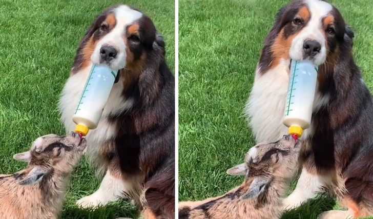 This Doggo Knows How to Bottle-Feed, Babysit, Make the Bed, and Help His Humans on the Farm