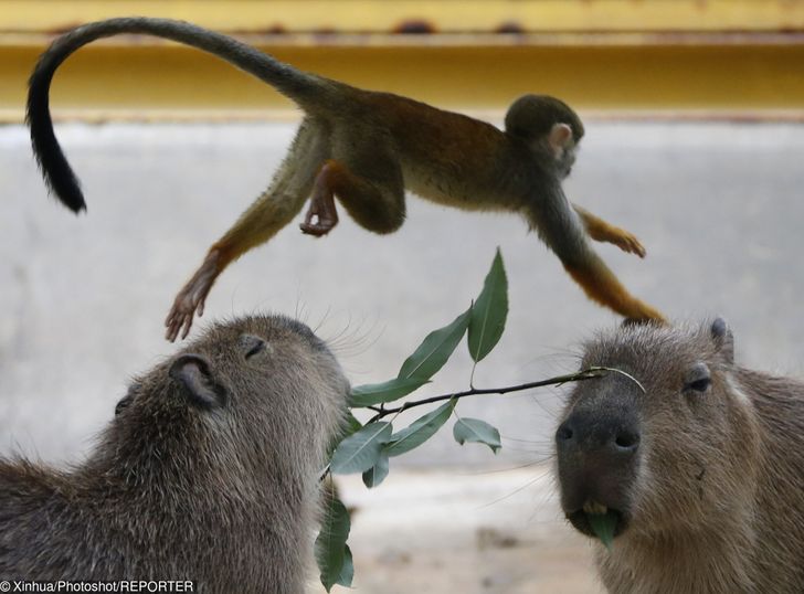 look at this monkey by Capybaramaster