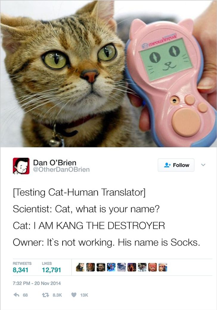 20 Tweets About Pets That Will Give Your Brain Some Rest