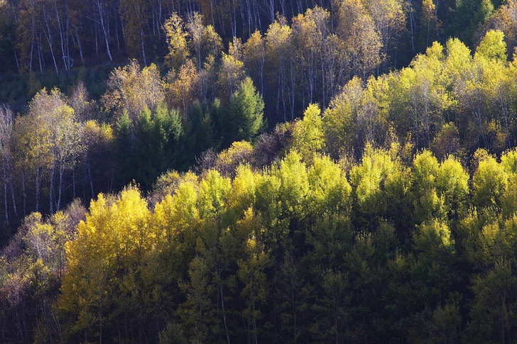 Saihanba National Forest Park in autumn