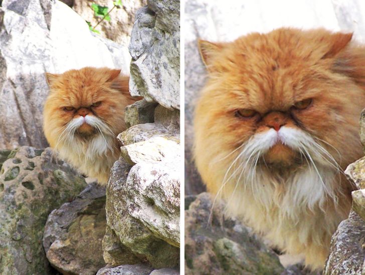 20+ Cats That Made Us Wonder If Nature Used Photoshop to Create Them