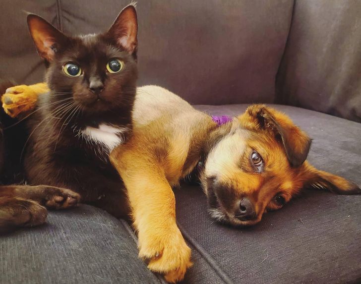 20 Pics That Will Make You Want to Hug Your Pet