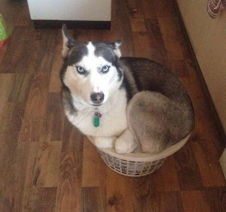 Husky sitting proudly in a laundry basket