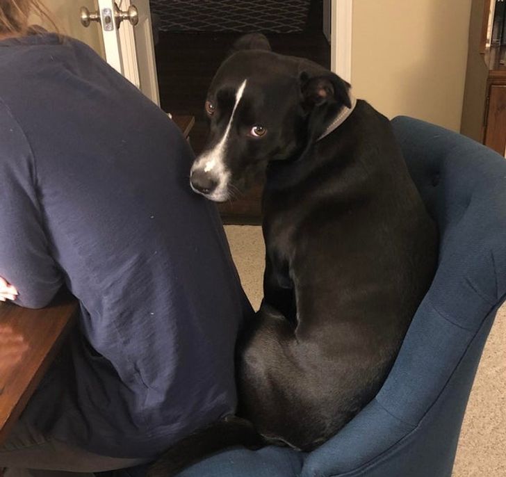 15 Pics That Show Just How Pure the Bond Between Pets and Humans Is