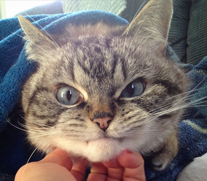 Gray tabby cat not pleased being pet.