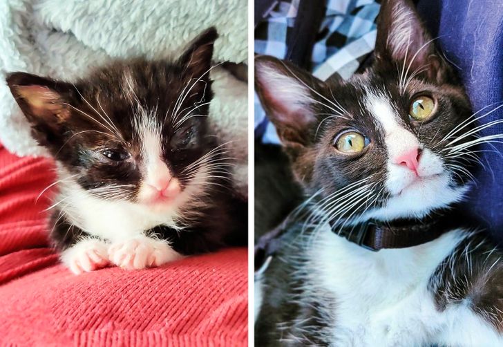 20+ Rescue Animals That Prove Love Heals Every Wound