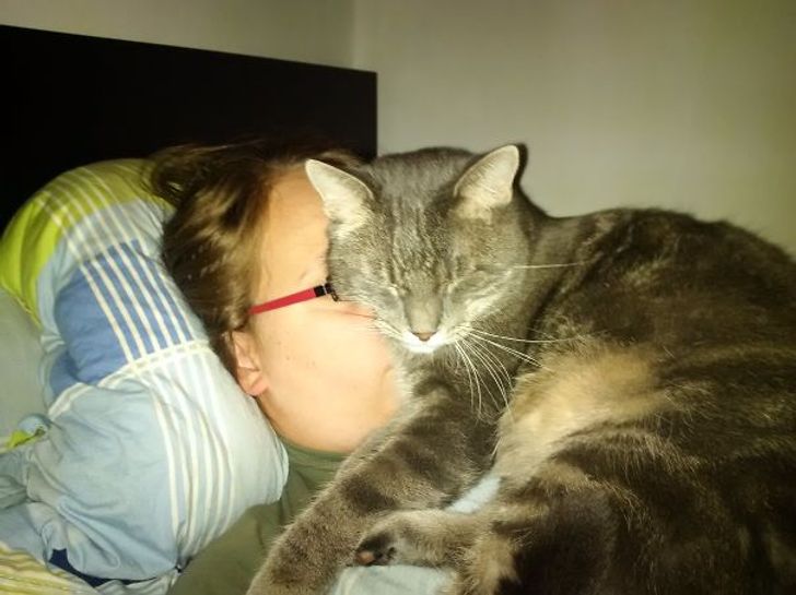 18 ridiculous cats who don’t understand the meaning of personal space