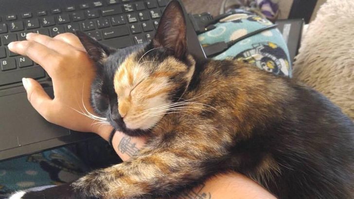 17 Cats and Dogs Who Cannot Do Without Their Humans