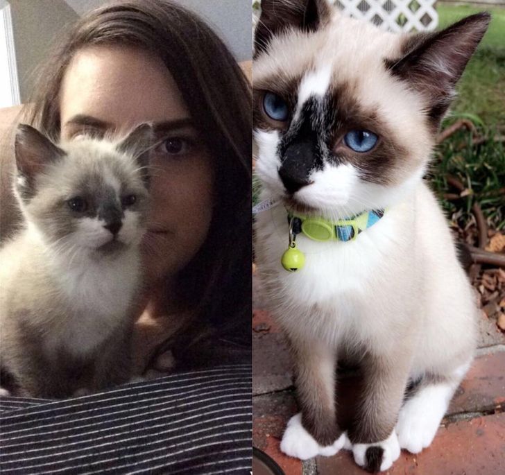 20 Before and After Animal Photos That Show How Precious Time Is