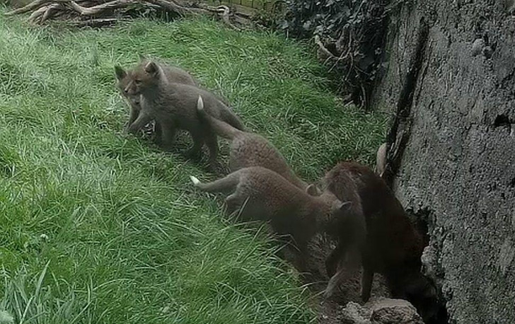 A Trail Cam Caught a Whole Litter of Fox Cubs, and the Owner Is Hoping They Come Back