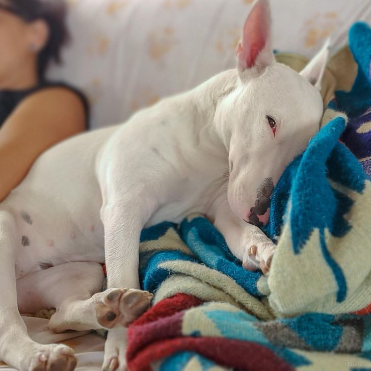 25+ Pics That Prove Bull Terriers Are Anything but Mean Bullies