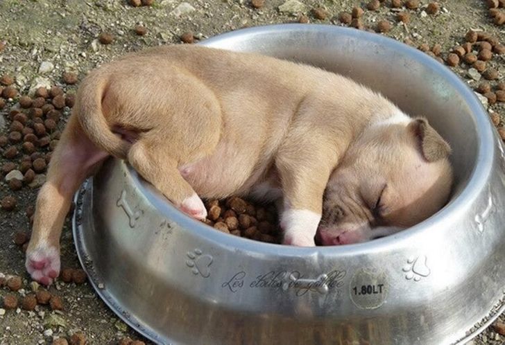 20 Hilarious Photos Showing That Animals Can Fall Asleep Literally Anywhere