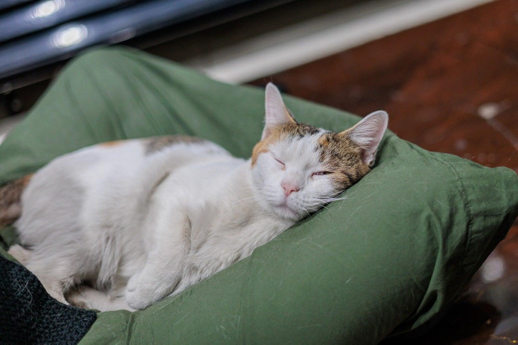 A Woman Changes Her Commute Every Day to Sit on a Bodega Floor With the Store Cat for Ten Minutes