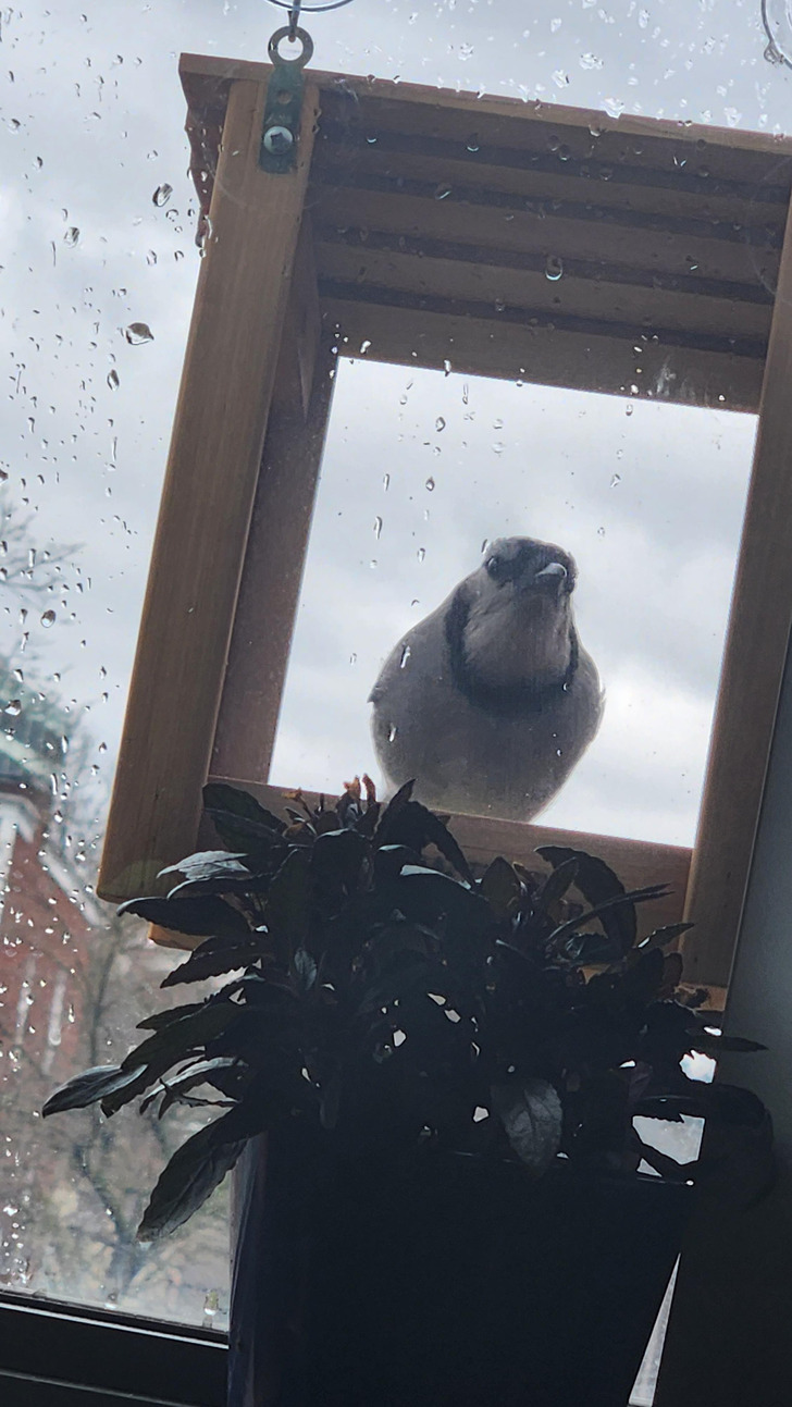 A Blue Jay Who Stared Through the Window and Pecked When the Feeder Was Empty