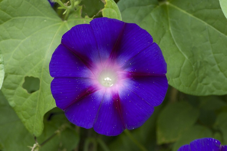 ‘Grandpa Ott’ morning glory, one of the two founding seeds