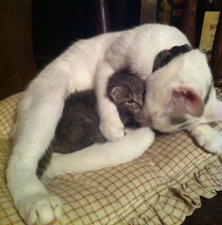 20 Pics That Will Make You Want to Hug Your Pet