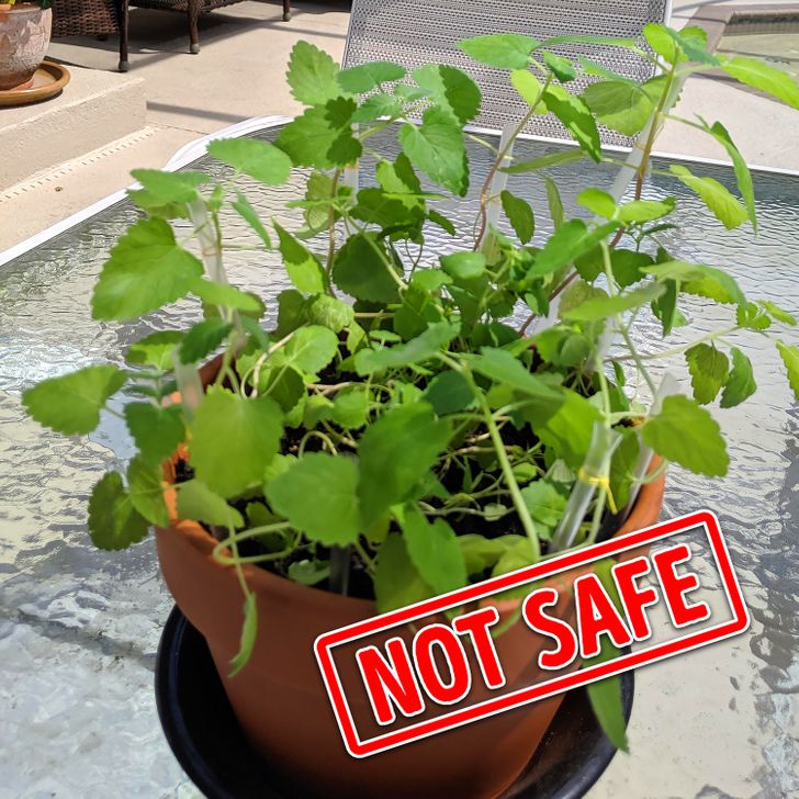 15 Plants To Avoid Keeping If You Have Pets - Cat Safe Houseplants Reddit 15 Plants To Avoid Keeping If You Have Pets - Cat Safe Houseplants Reddit