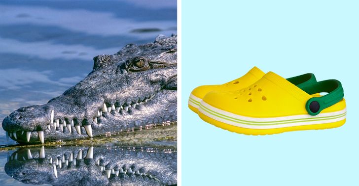 crocs crocodile
