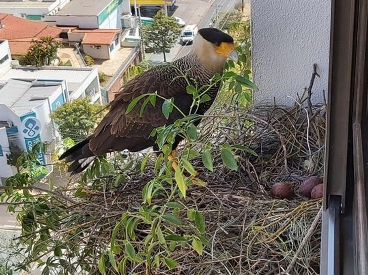 18 Pics That Prove Brazil Is a Land of Zero Boredom