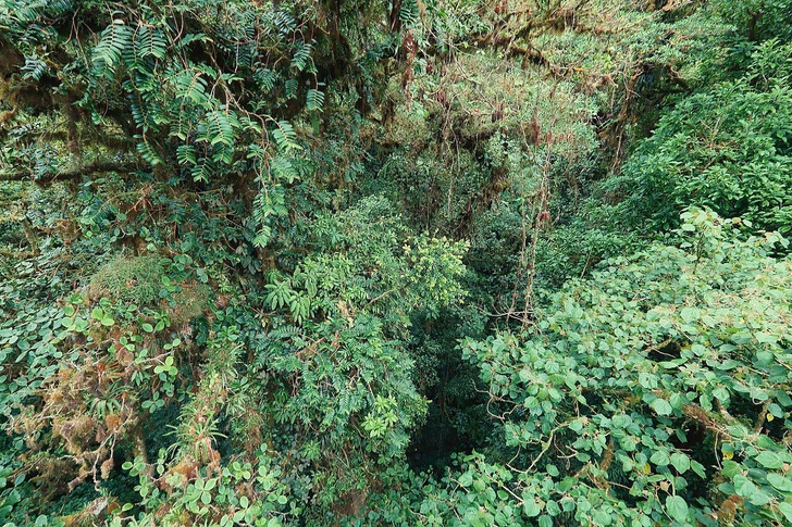Cloud forest in Monteverde, Costa Rica