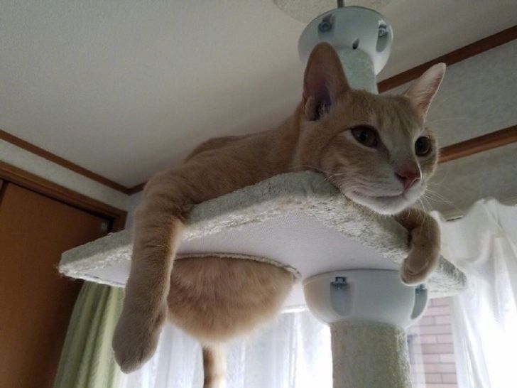 20 Hilarious Pictures Showing What Cats Are All About