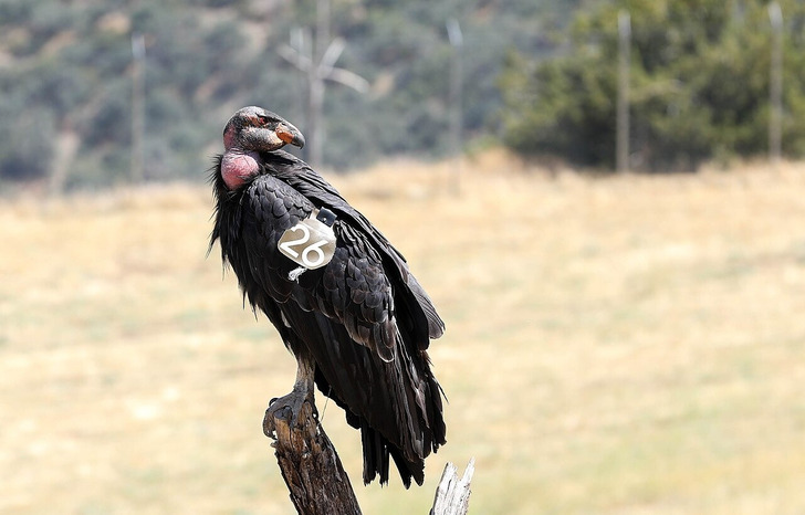 A California condor at Bitter Creek National Wildlife Refuge, California, 2023
