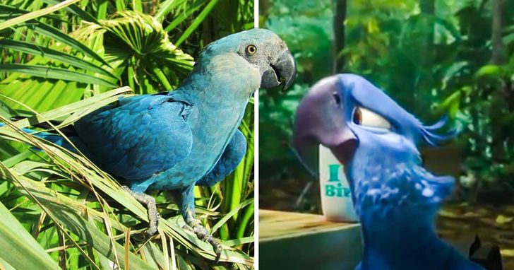 The Blue Parrot From Rio Is Now Extinct And We Can T Hold Back Our Tears Bright Side