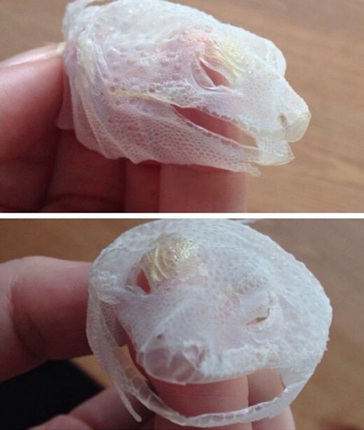 25 unbelievable things you probably never even knew existed