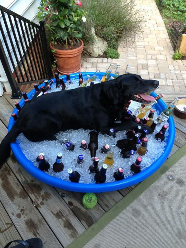 28 Photos Proving That Summer Doesn’t Spare Anyone
