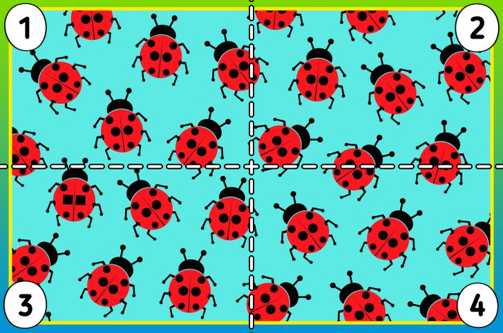 Where's the ladybug with square spots?