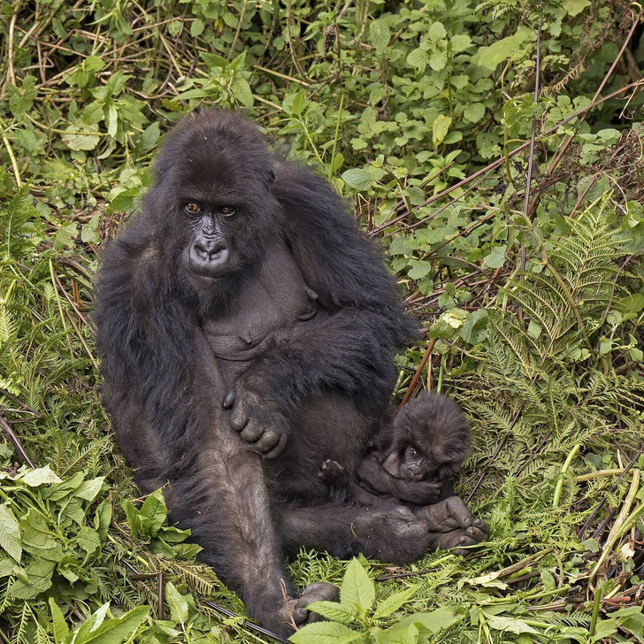A mountain gorilla mother with her baby