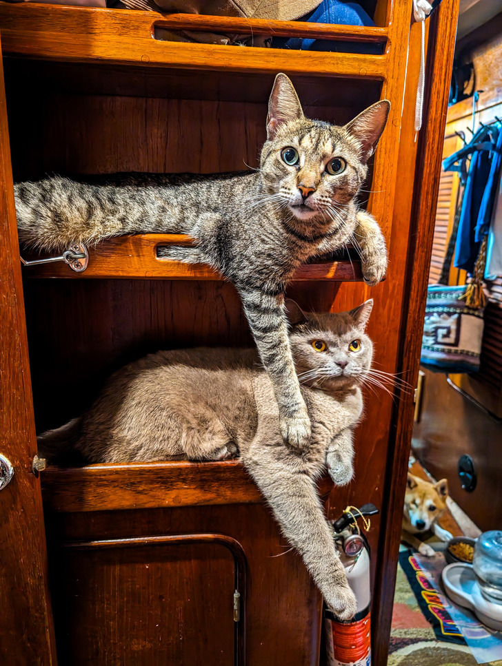 Shelves on a Sailboat Kept Clear So the Cats Get a Bunk Bed