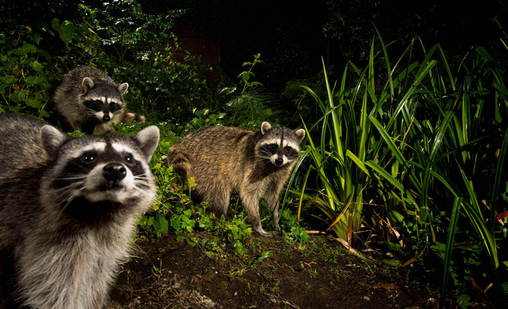 Three Raccoons Crowded the Lens of a Backyard Camera Trap