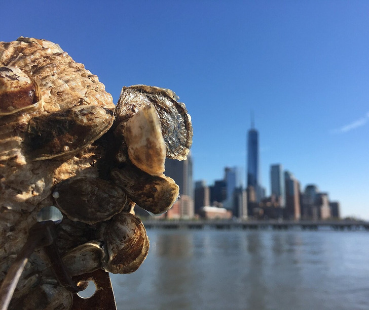 Oysters with the New York skyline