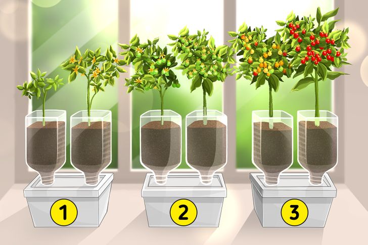 คุณสามารถลองปลูกพืชที่ใหญ่ขึ้น เช่น มะเขือเทศ เชอรี่ และแตงกวาได้ด้วย