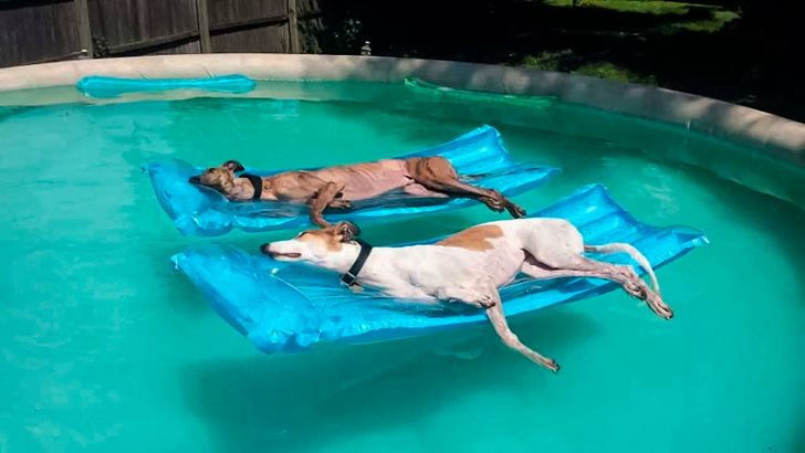28 Animals That Know How to Survive Hot Summer Days