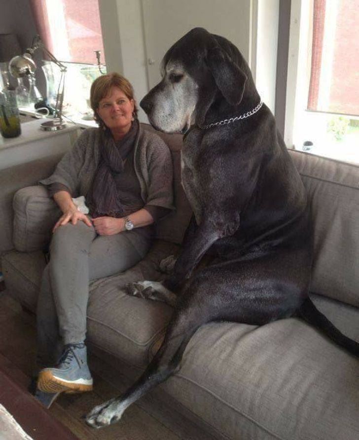 20+ Absolute Units Whose Dimensions Are So Outstanding, They Seem to Be Out of a Fairy Tale