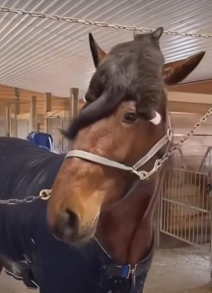 A Horse and a Cat Who Are Best Friends