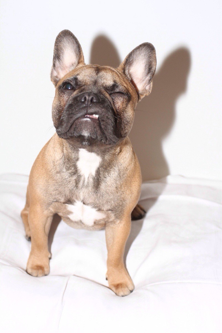 A French Bulldog Who Nailed Her Christmas Card Photo, Just Not the Way Anyone Planned