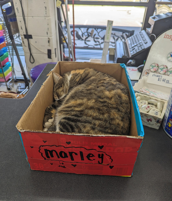 A Hardware Store Cat Has Her Own Office at the Counter, a Box With Her Name on It