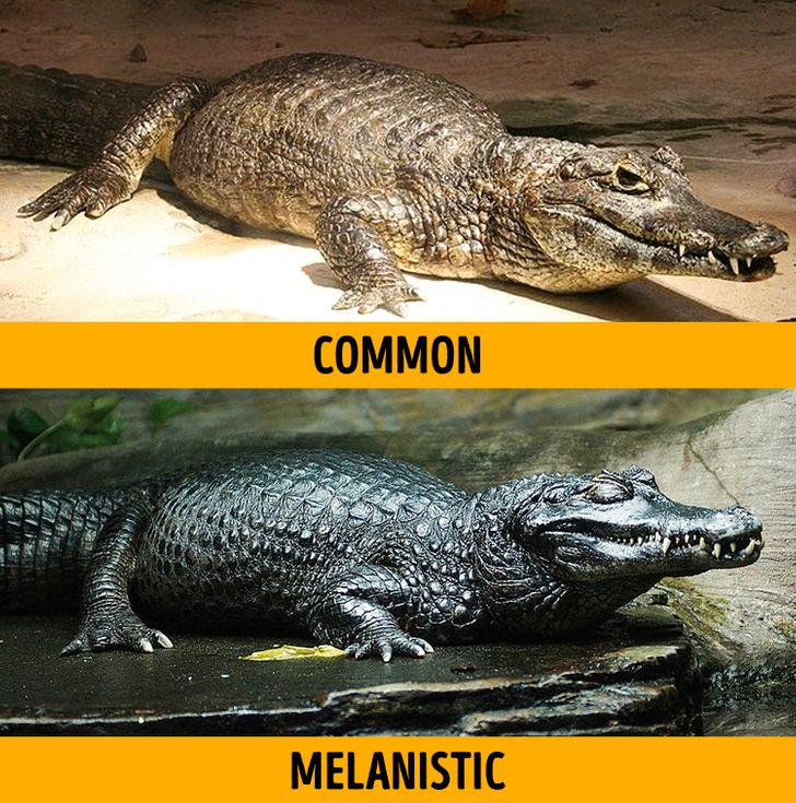 melanistic vs albino animals