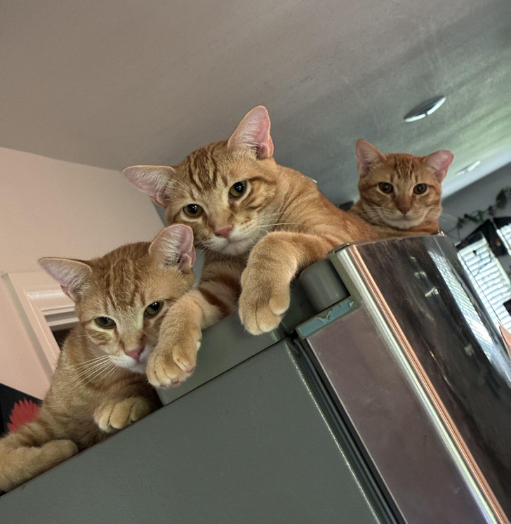 Three Orange Cats Named Colby, Gouda and Cheddar