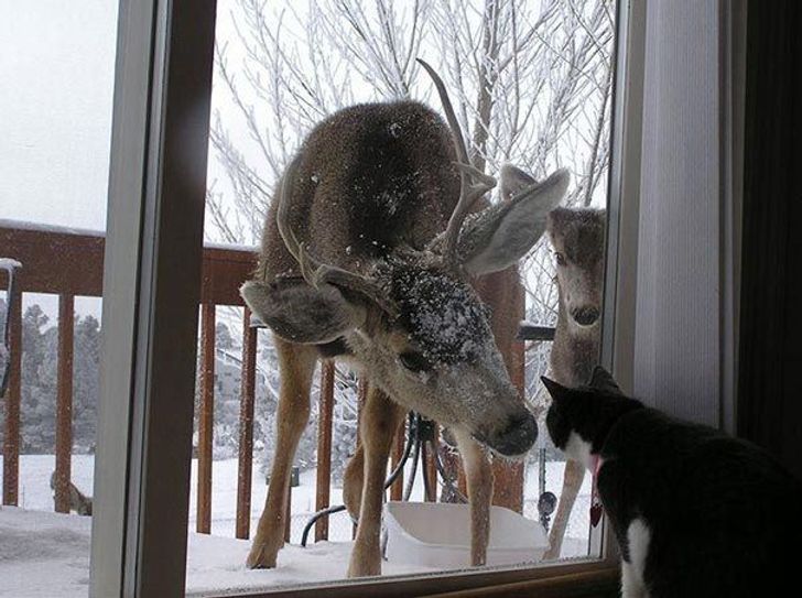 25 animals who are really, really eager to come inside