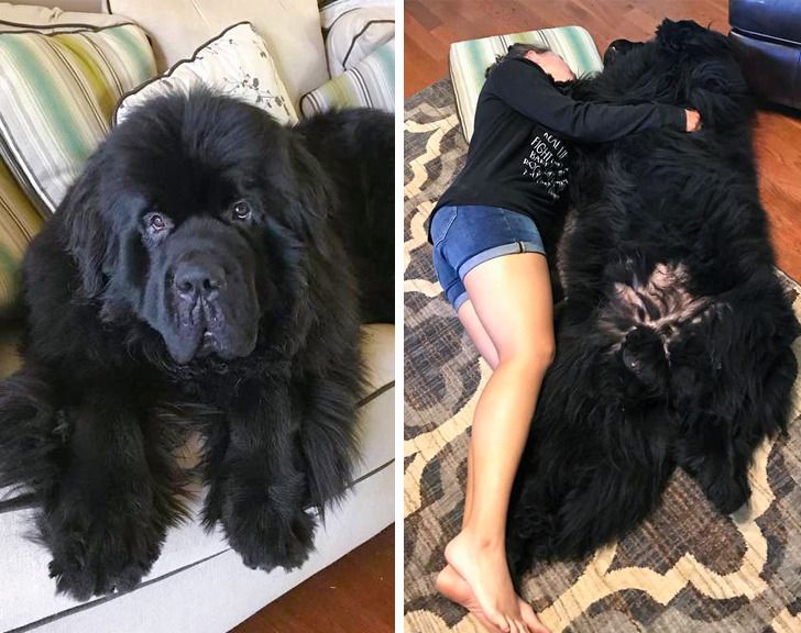 Newfoundland dog teddy bears best sale