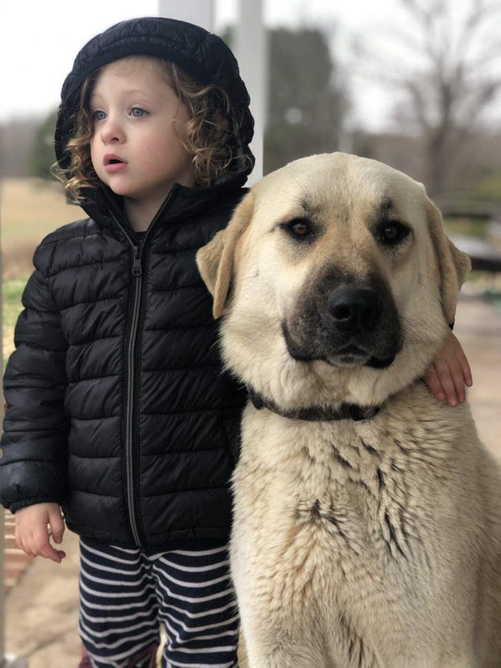 Stella, a Farm Dog From the Pound Who Keeps the Coyotes Away